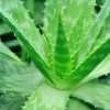 Image of Aloe - Special Scent Aloe illat