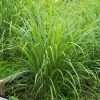 Image of Citronella - Special Scent Special Scent Image of Special Scent