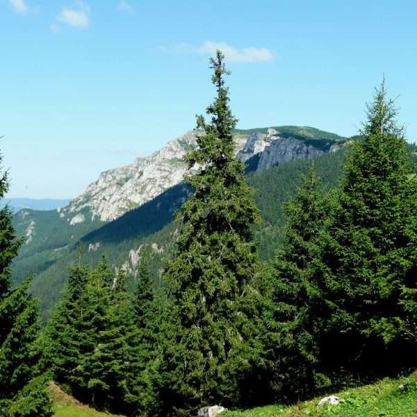 Fenyő llat