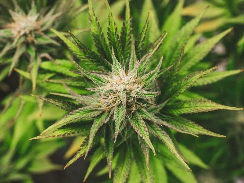 A kannabisz illat.jpg